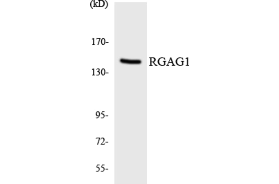 Western Blot - RGAG1 Cell Based ELISA Kit (CB6081) - Antibodies.com