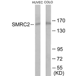 Western Blot - SMRC2 Cell Based ELISA Kit (CB6088) - Antibodies.com