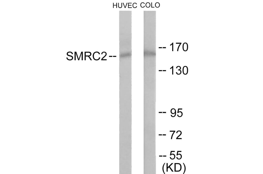 Western Blot - SMRC2 Cell Based ELISA Kit (CB6088) - Antibodies.com