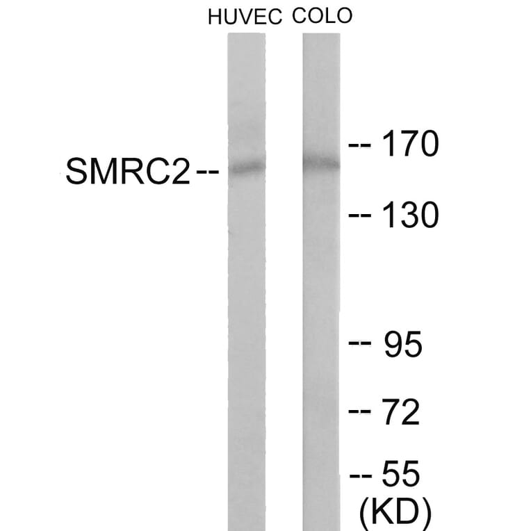 Western Blot - SMRC2 Cell Based ELISA Kit (CB6088) - Antibodies.com