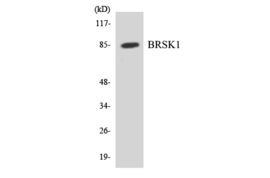 Western Blot - BRSK1 Cell Based ELISA Kit (CB6091) - Antibodies.com