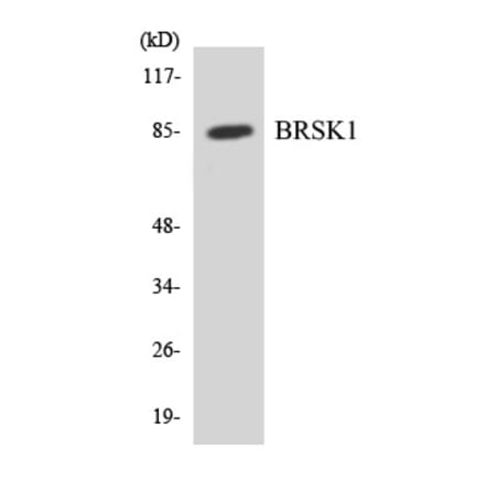 Western Blot - BRSK1 Cell Based ELISA Kit (CB6091) - Antibodies.com