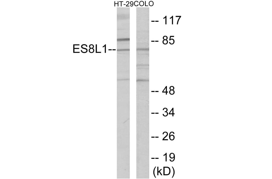 Western Blot - ES8L1 Cell Based ELISA Kit (CB6092) - Antibodies.com