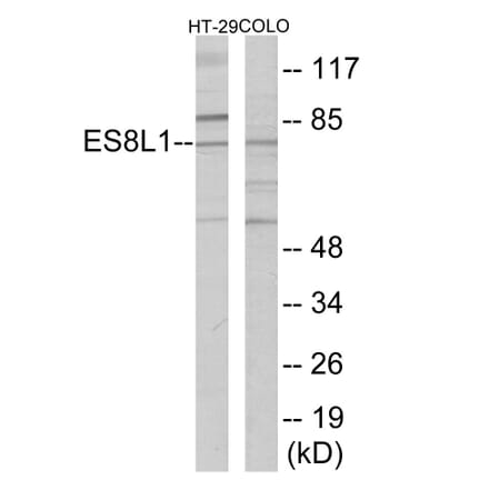 Western Blot - ES8L1 Cell Based ELISA Kit (CB6092) - Antibodies.com