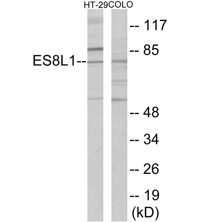 Western Blot - ES8L1 Cell Based ELISA Kit (CB6092) - Antibodies.com