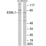 Western Blot - ES8L1 Cell Based ELISA Kit (CB6092) - Antibodies.com