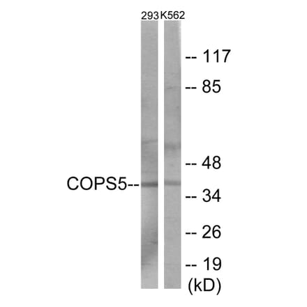 Western Blot - COPS5 Cell Based ELISA Kit (CB6102) - Antibodies.com