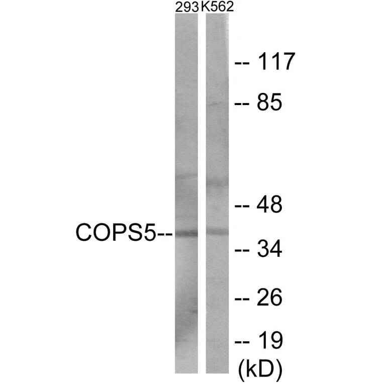 Western Blot - COPS5 Cell Based ELISA Kit (CB6102) - Antibodies.com