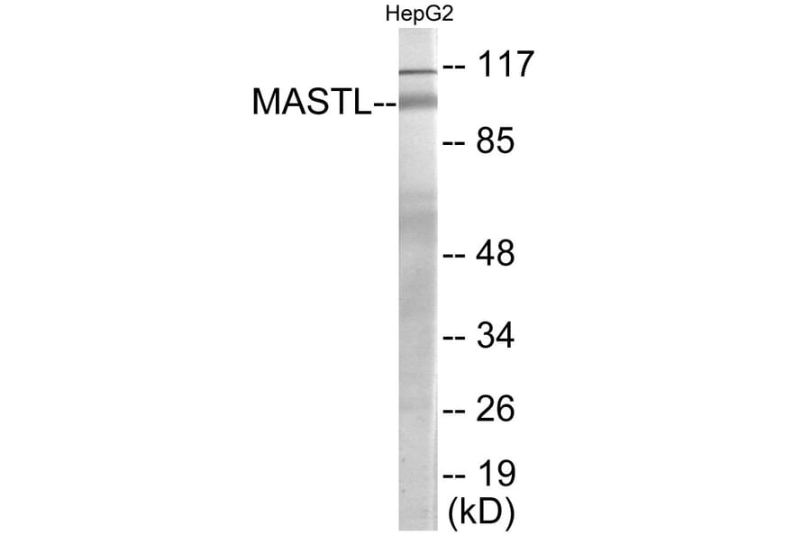 Western Blot - MASTL Cell Based ELISA Kit (CB6111) - Antibodies.com