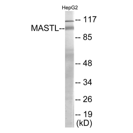 Western Blot - MASTL Cell Based ELISA Kit (CB6111) - Antibodies.com