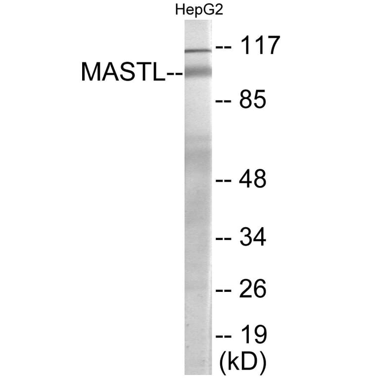 Western Blot - MASTL Cell Based ELISA Kit (CB6111) - Antibodies.com