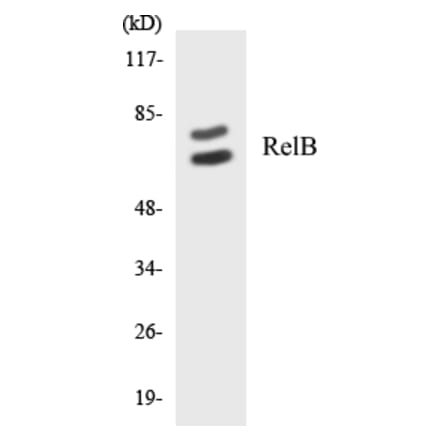 Western Blot - RelB Cell Based ELISA Kit (CB5604) - Antibodies.com