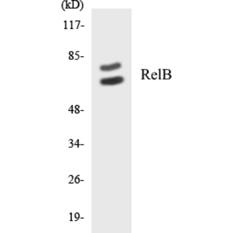 Western Blot - RelB Cell Based ELISA Kit (CB5604) - Antibodies.com