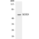Western Blot - SOX9 Cell Based ELISA Kit (CB5647) - Antibodies.com