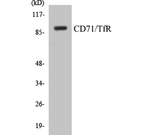 Western Blot - CD71 Cell Based ELISA Kit (CB5122) - Antibodies.com