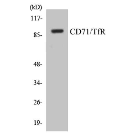 Western Blot - CD71 Cell Based ELISA Kit (CB5122) - Antibodies.com