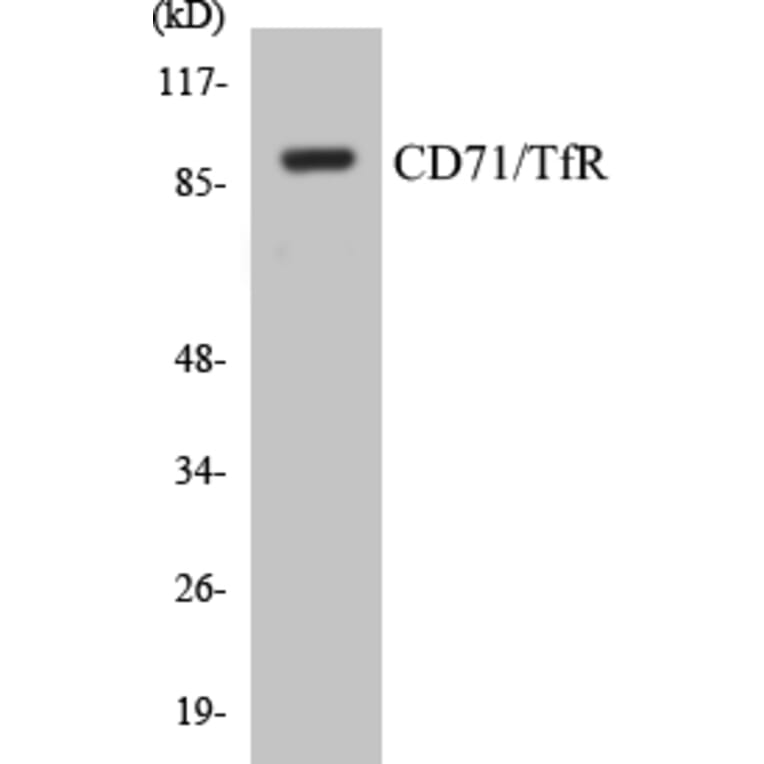 Western Blot - CD71 Cell Based ELISA Kit (CB5122) - Antibodies.com