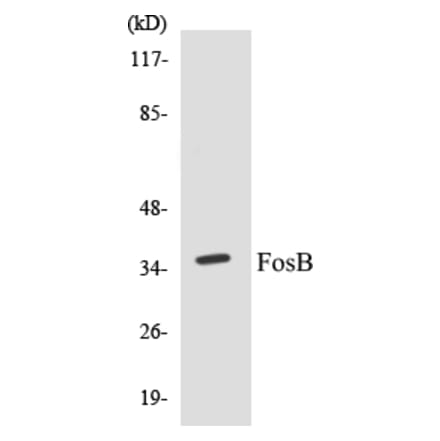 Western Blot - FosB Cell Based ELISA Kit (CB5273) - Antibodies.com