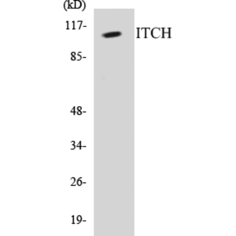 Western Blot - ITCH Cell Based ELISA Kit (CB5380) - Antibodies.com