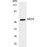 Western Blot - MITF Cell Based ELISA Kit (CB5450) - Antibodies.com