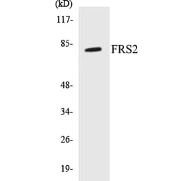 Western Blot - FRS2 Cell Based ELISA Kit (CB5278) - Antibodies.com