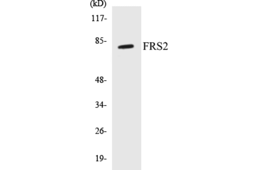 Western Blot - FRS2 Cell Based ELISA Kit (CB5278) - Antibodies.com