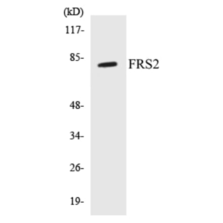 Western Blot - FRS2 Cell Based ELISA Kit (CB5278) - Antibodies.com