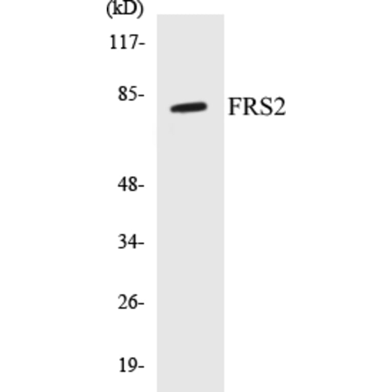 Western Blot - FRS2 Cell Based ELISA Kit (CB5278) - Antibodies.com