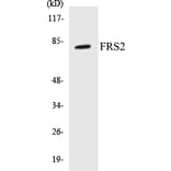 Western Blot - FRS2 Cell Based ELISA Kit (CB5278) - Antibodies.com