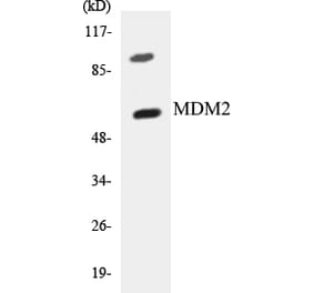 Western Blot - MDM2 Cell Based ELISA Kit (CB5436) - Antibodies.com