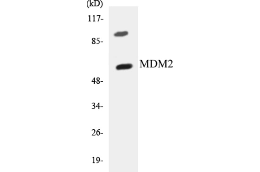 Western Blot - MDM2 Cell Based ELISA Kit (CB5436) - Antibodies.com