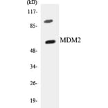 Western Blot - MDM2 Cell Based ELISA Kit (CB5436) - Antibodies.com