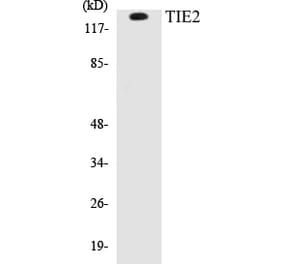Western Blot - TIE2 Cell Based ELISA Kit (CB5688) - Antibodies.com