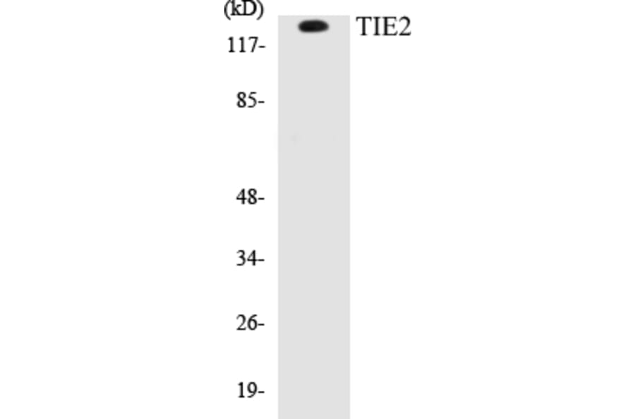 Western Blot - TIE2 Cell Based ELISA Kit (CB5688) - Antibodies.com
