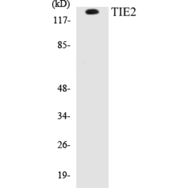 Western Blot - TIE2 Cell Based ELISA Kit (CB5688) - Antibodies.com