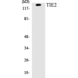 Western Blot - TIE2 Cell Based ELISA Kit (CB5688) - Antibodies.com