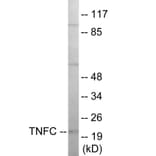 Western Blot - TNFC Cell Based ELISA Kit (CB5964) - Antibodies.com