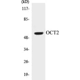 Western Blot - OCT2 Cell Based ELISA Kit (CB5006) - Antibodies.com