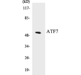 Western Blot - ATF7 Cell Based ELISA Kit (CB5057) - Antibodies.com