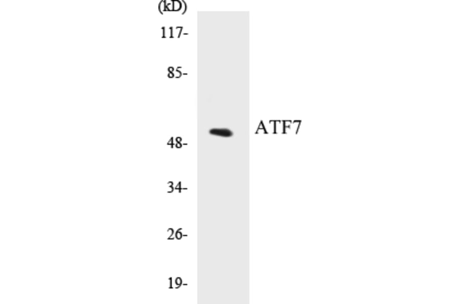 Western Blot - ATF7 Cell Based ELISA Kit (CB5057) - Antibodies.com