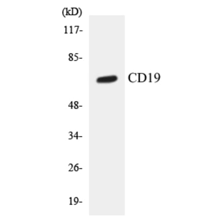 Western Blot - CD19 Cell Based ELISA Kit (CB5113) - Antibodies.com