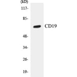 Western Blot - CD19 Cell Based ELISA Kit (CB5113) - Antibodies.com