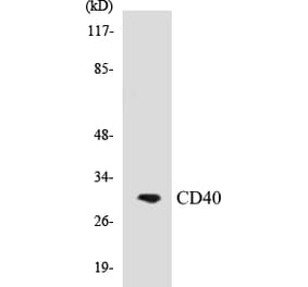 Western Blot - CD40 Cell Based ELISA Kit (CB5118) - Antibodies.com
