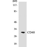 Western Blot - CD40 Cell Based ELISA Kit (CB5118) - Antibodies.com