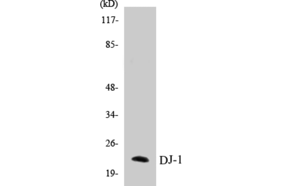 Western Blot - DJ-1 Cell Based ELISA Kit (CB5206) - Antibodies.com