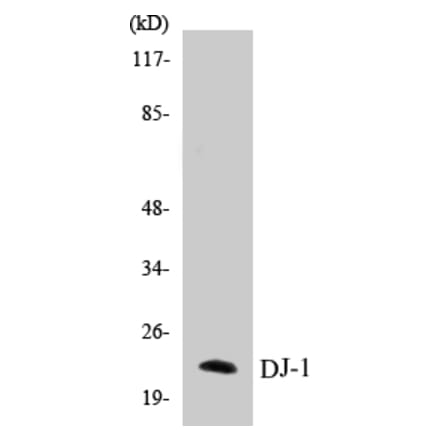 Western Blot - DJ-1 Cell Based ELISA Kit (CB5206) - Antibodies.com