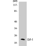 Western Blot - DJ-1 Cell Based ELISA Kit (CB5206) - Antibodies.com