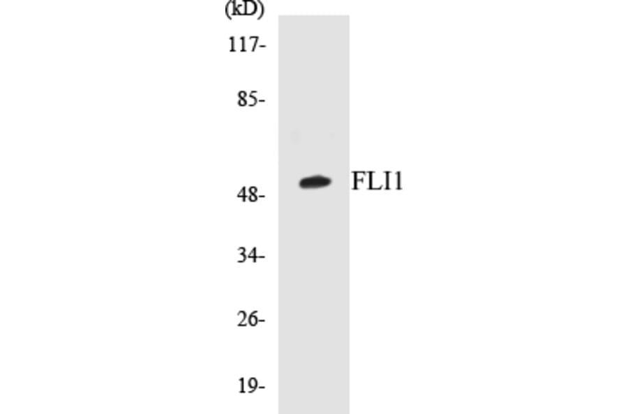 Western Blot - FLI1 Cell Based ELISA Kit (CB5270) - Antibodies.com