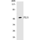 Western Blot - FLI1 Cell Based ELISA Kit (CB5270) - Antibodies.com