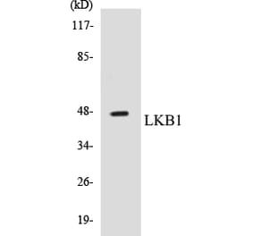 Western Blot - LKB1 Cell Based ELISA Kit (CB5418) - Antibodies.com